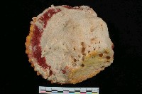 藏品(石灰海菊蛤)的圖片